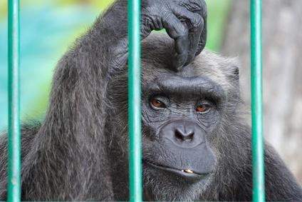 sad chimpanzee